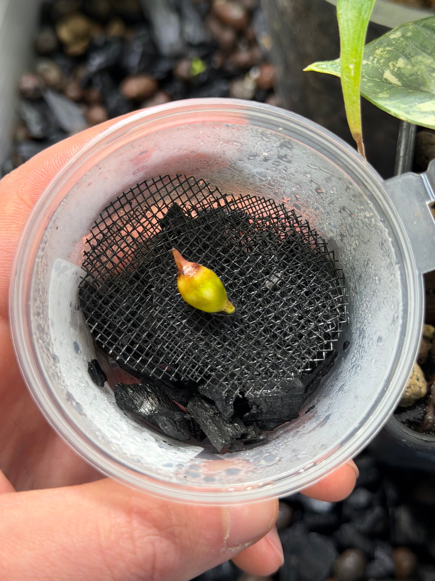 Alocasia Longiloba Thaicon Phantom - Corm (Pre-order)