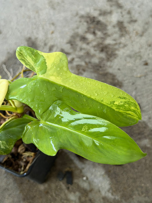 Philodendron Bipennifolium Variegata