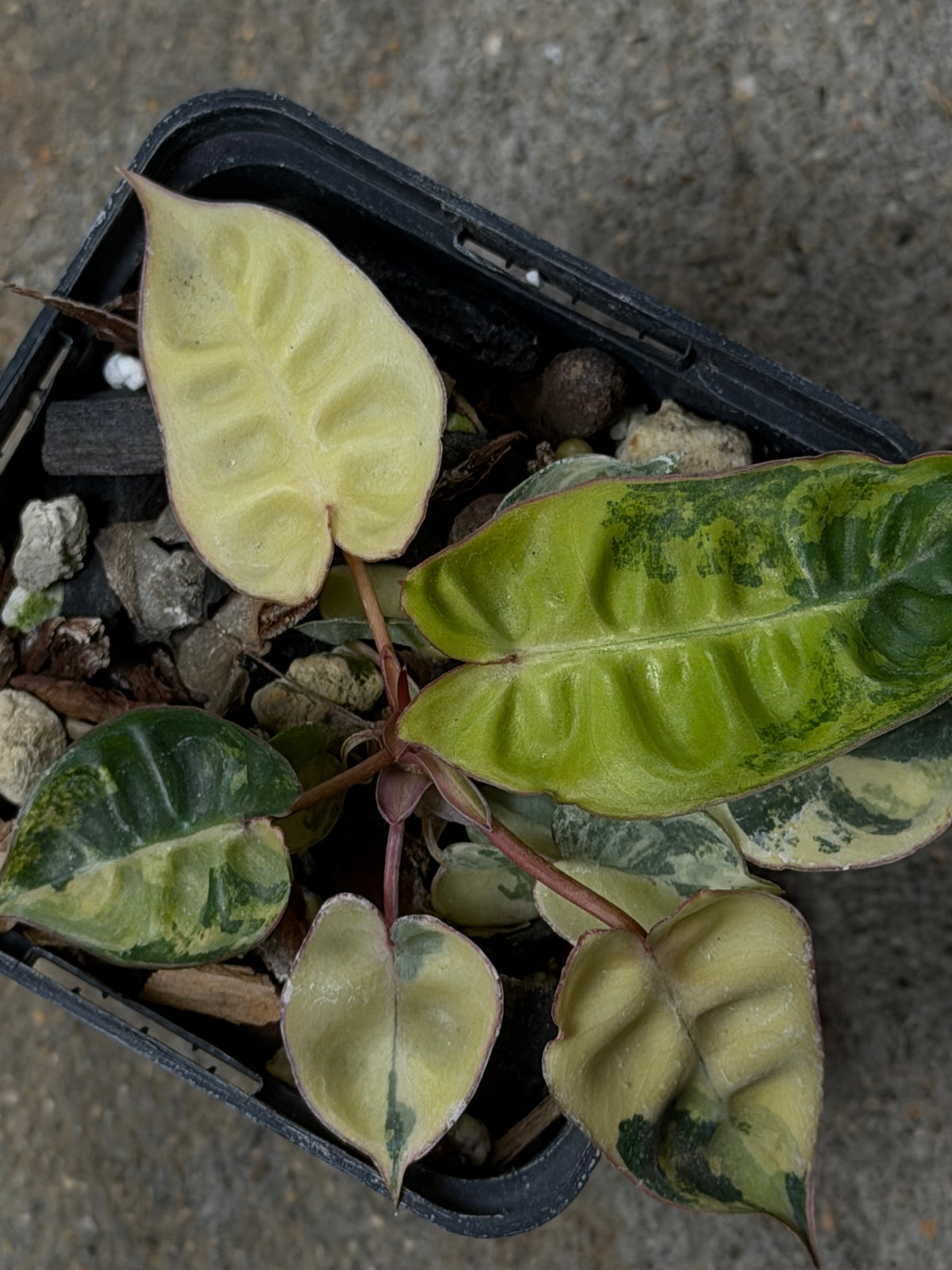 Philodendron Billitiae Variegata