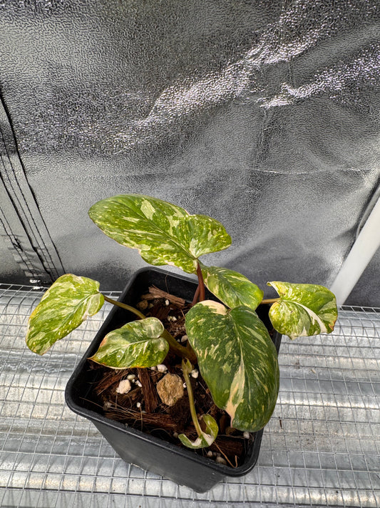 Homalomena Rubescens Pink Mutation Variegata