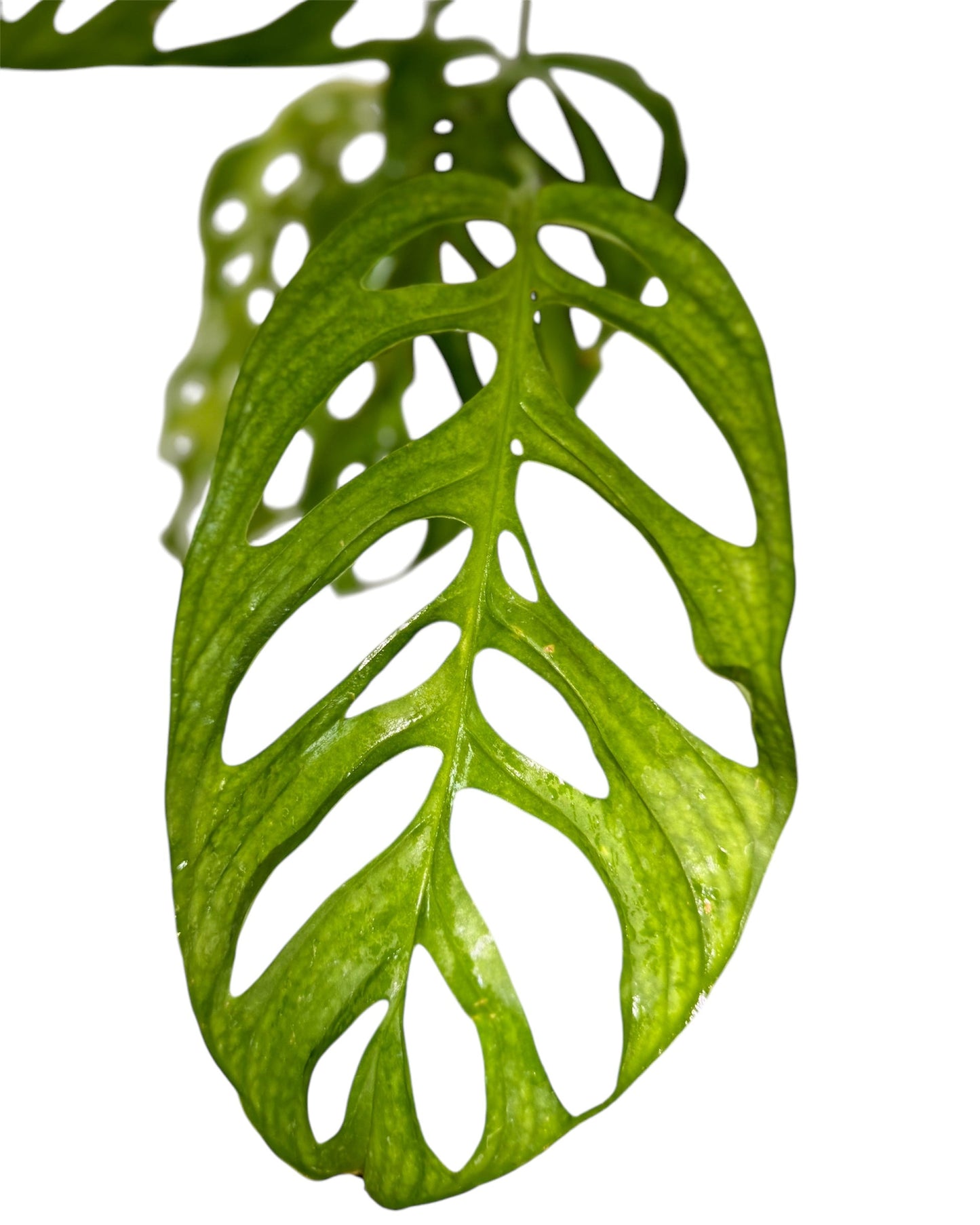 Monstera Esqueleto Green and White Plants