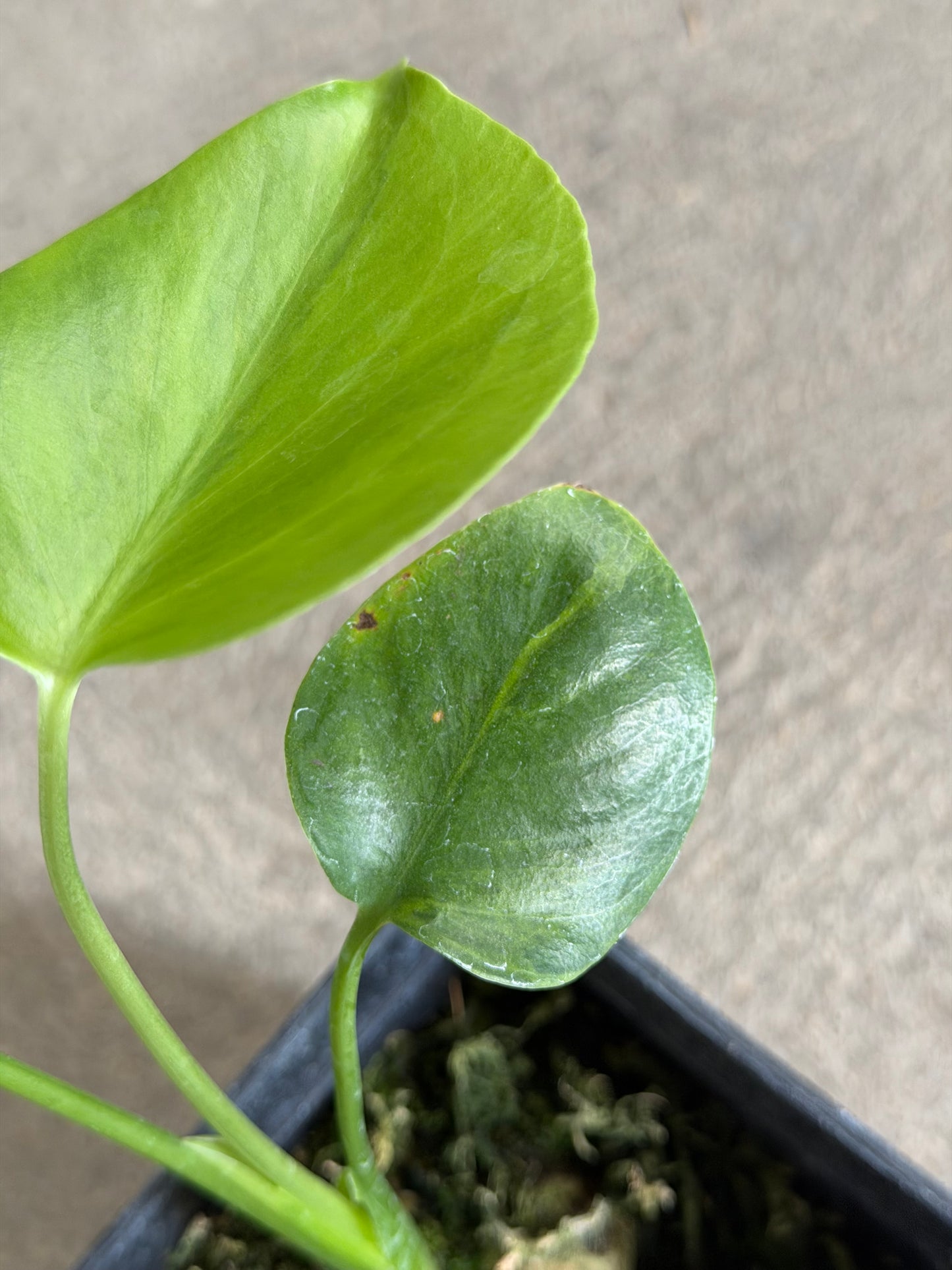 Monstera Borsigiana Green on Green