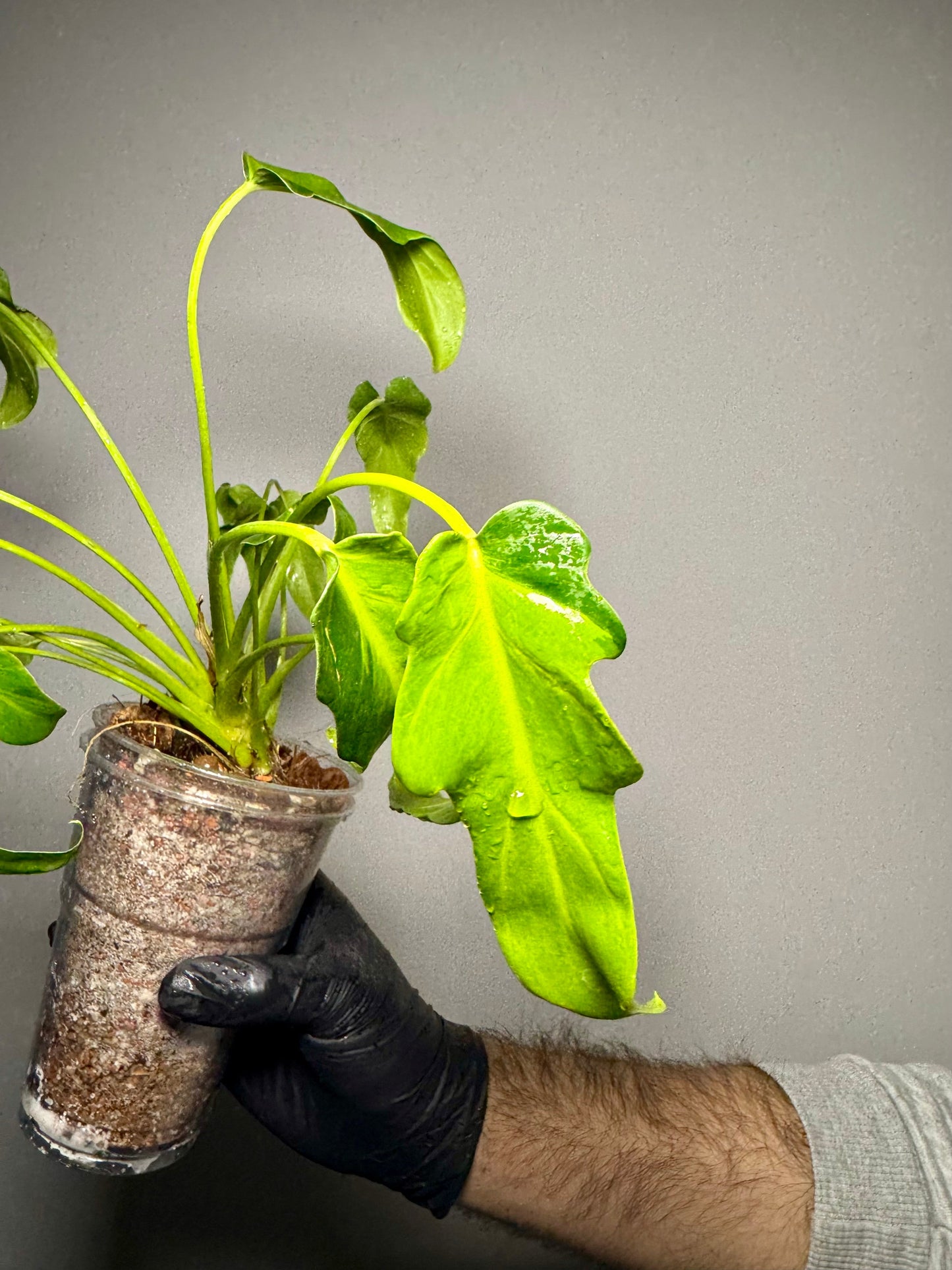 Philodendron Xanadu Variegata Green and White Plants