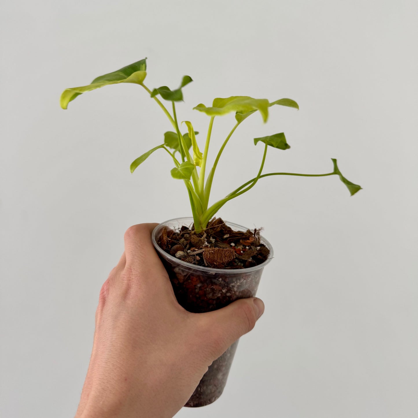 Philodendron Xanadu Variegata Green and White Plants