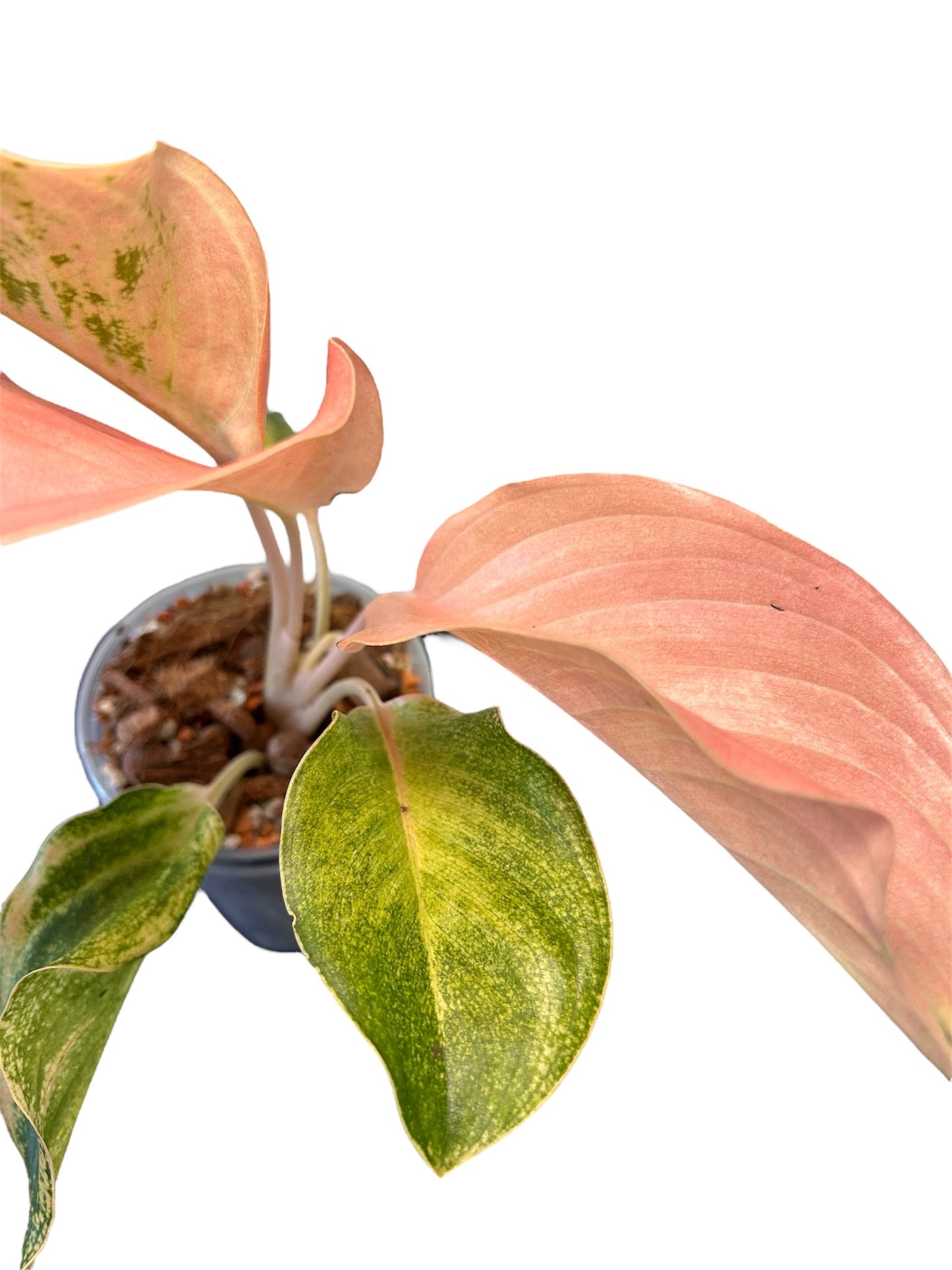 Aglaonema Kumlaingoenkumlaithong Green and White Plants