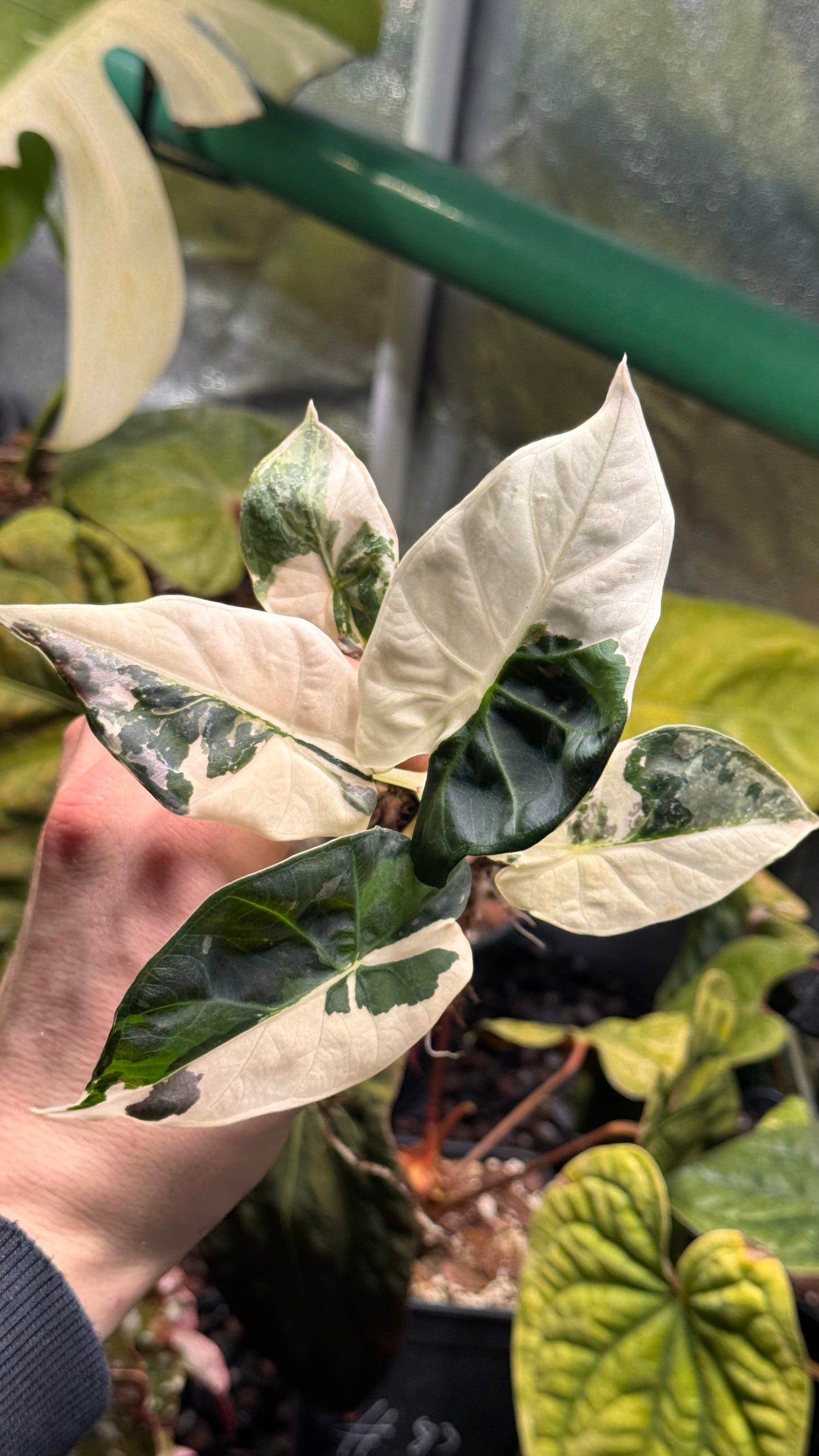 Alocasia Regal Shield Albo - Corm