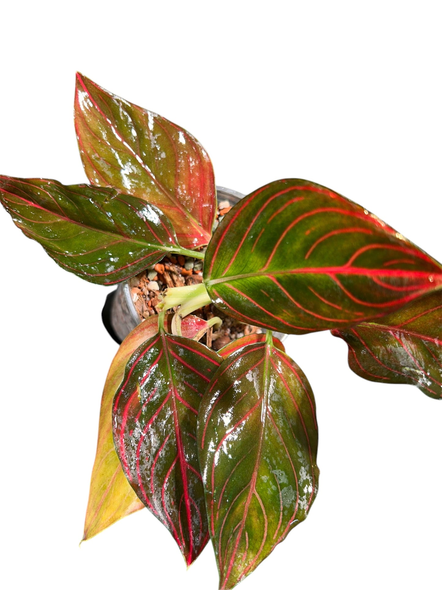Aglaonema Red Vein Green and White Plants