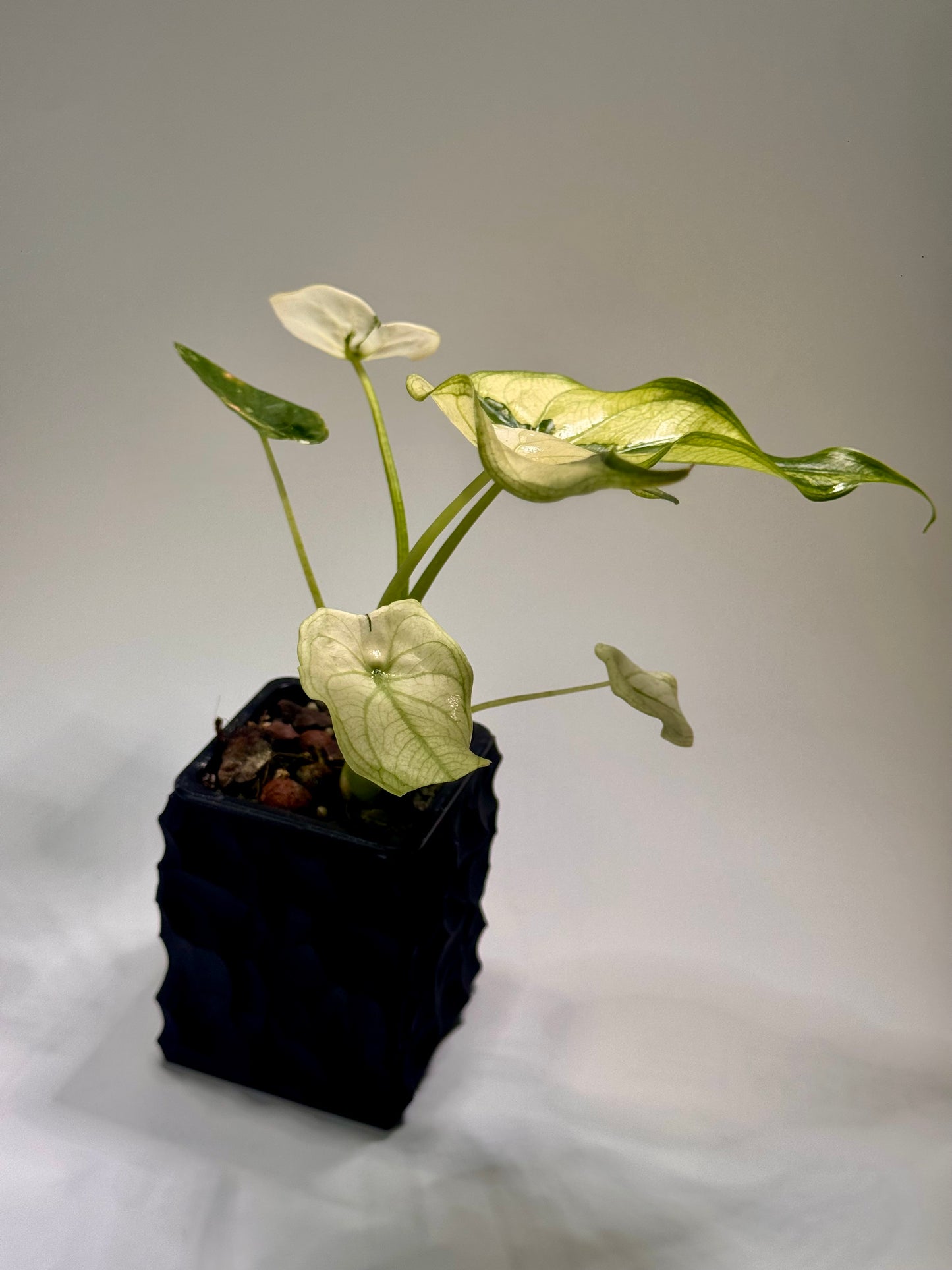 Alocasia Cuculatta « Wagyu » Mint
