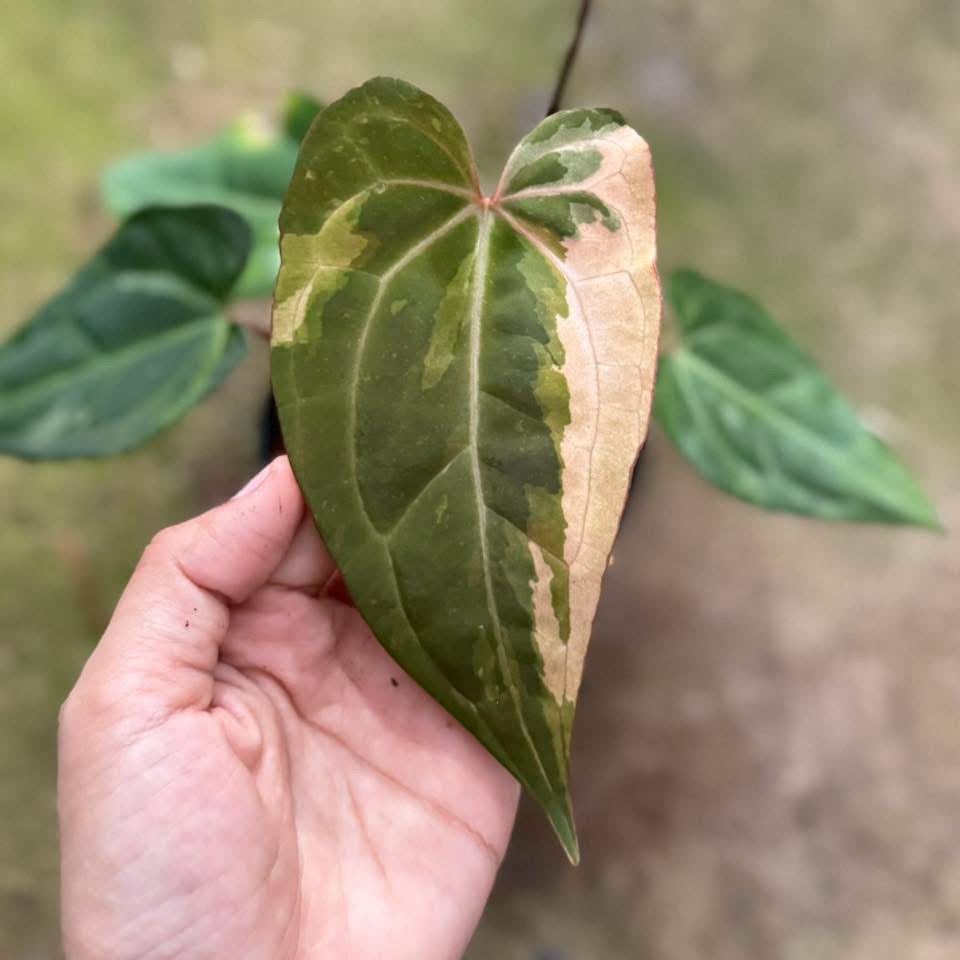 Anthurium Besseae aff var. x Red Dark Phoenix