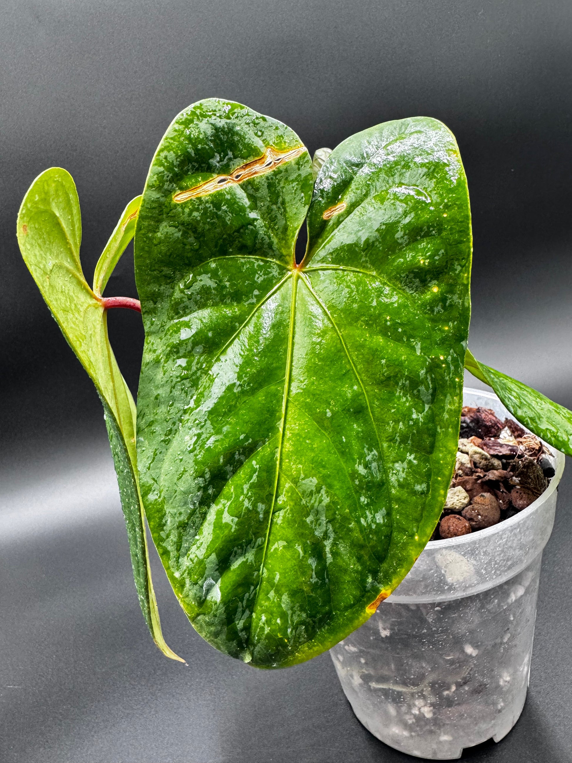 Anthurium Sagittatum x Red Dark Phoenix Green and White Plants