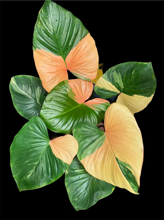 Homalomena Rubescens Pink Variegata - Tronçon