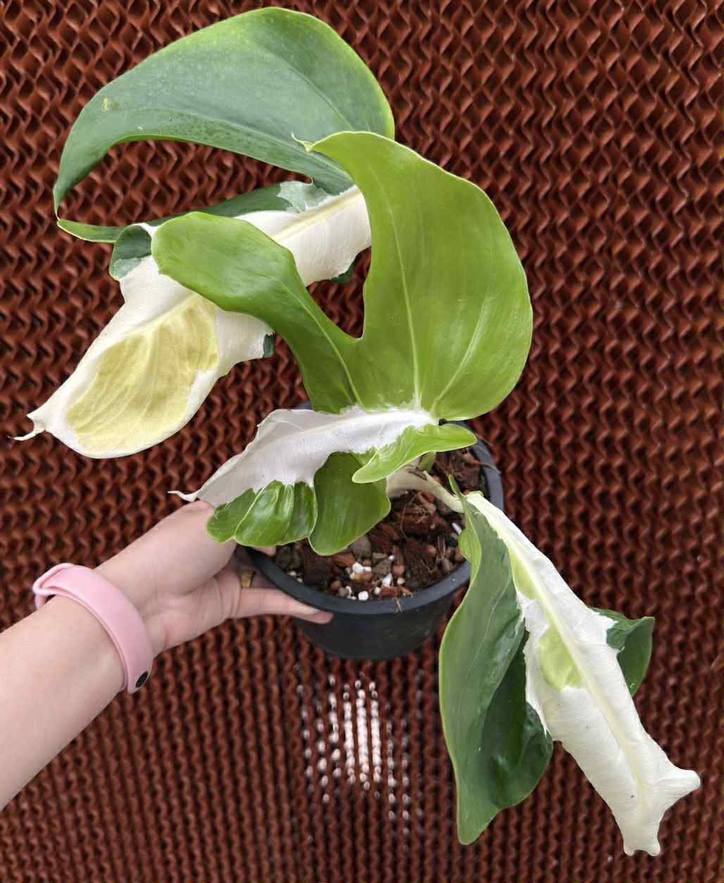 green and white monstera plant Monstera White Lava