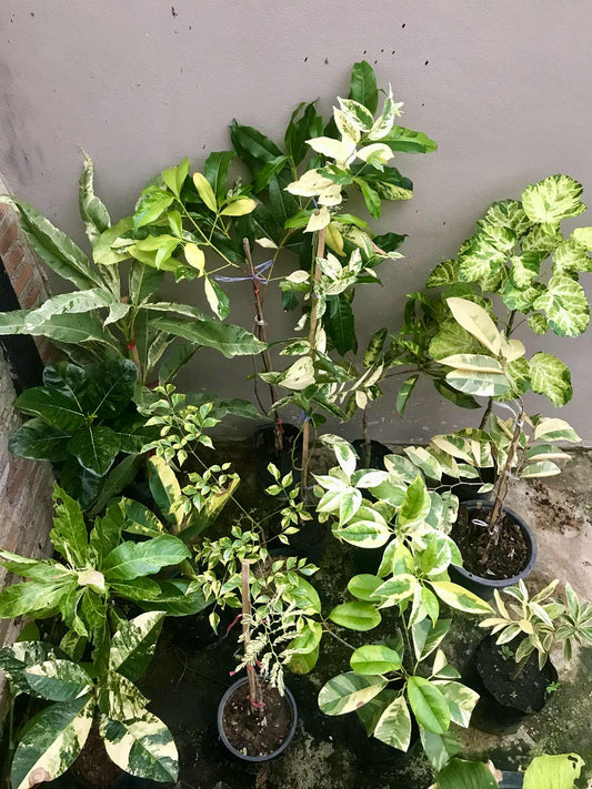 Commande jeunes arbres Variegata personnalisé - Sur Mesure