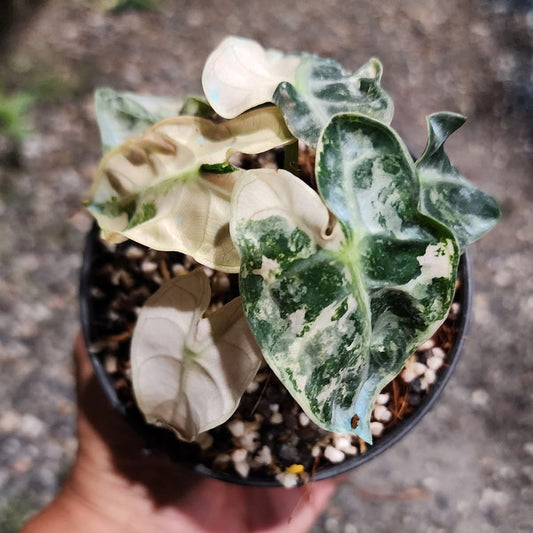 Alocasia Balloon Heart Albo/Pink Green and White Plants