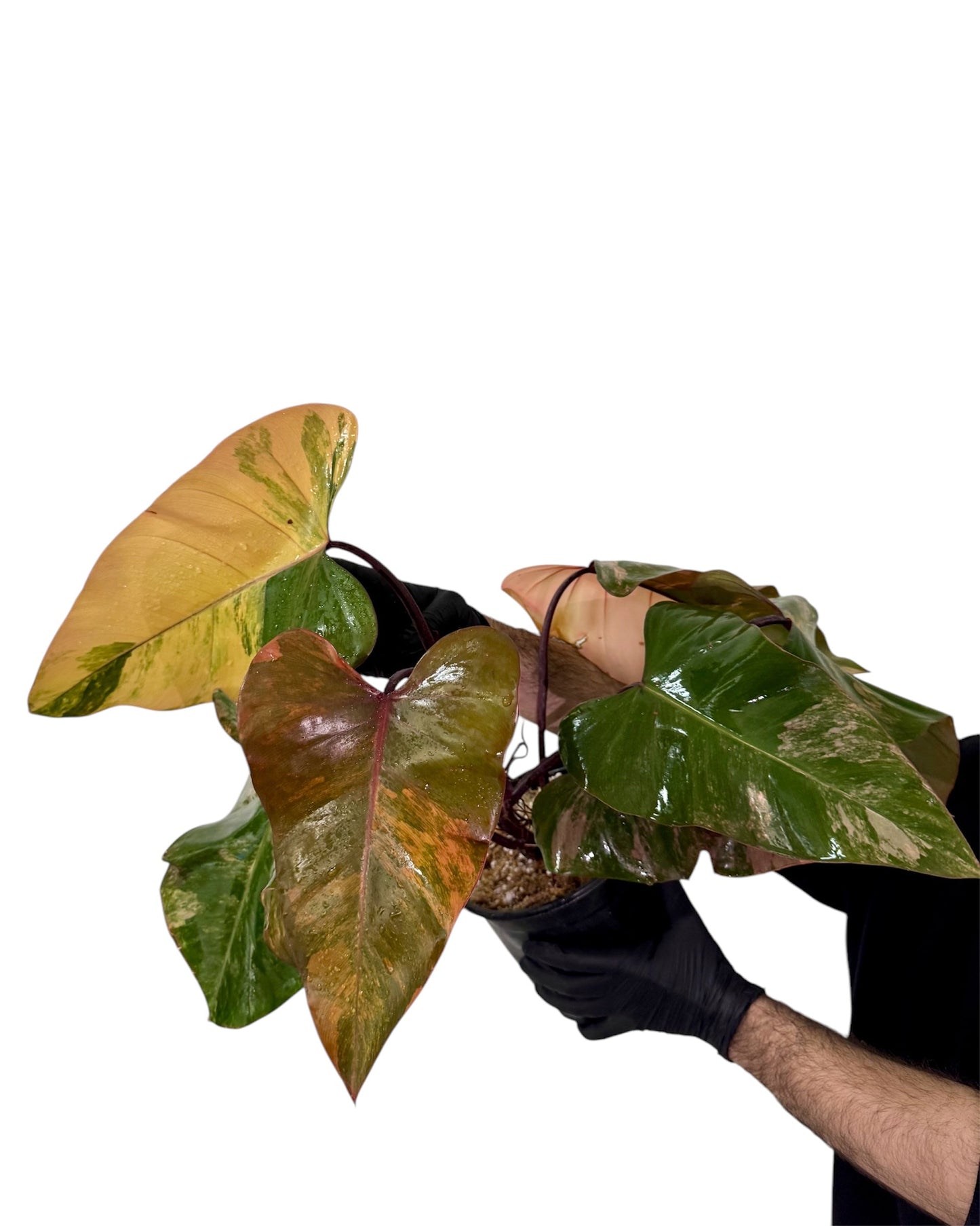 Philodendron Strawberry Shake Variegata Green and White Plants