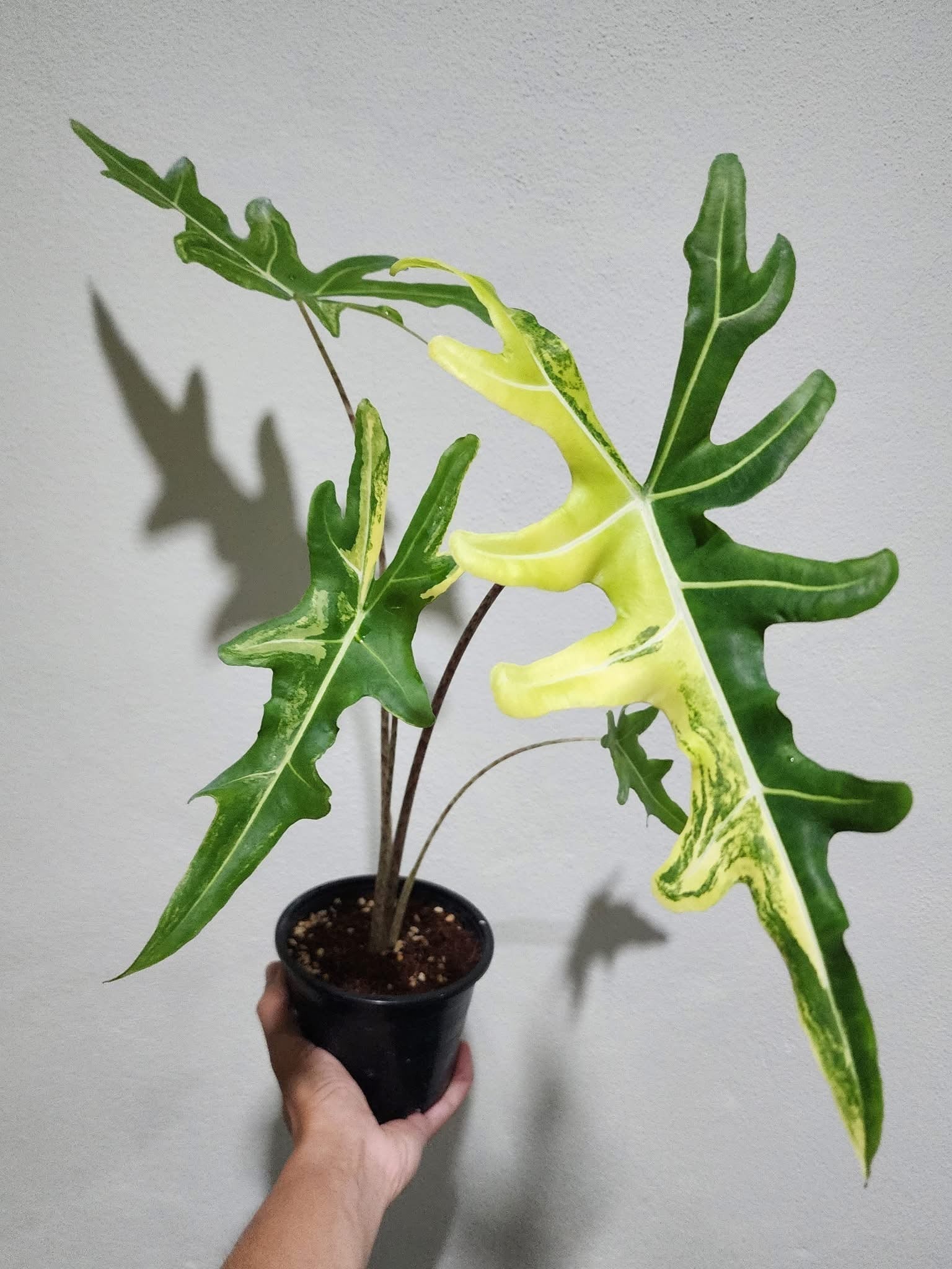 philodendron longilobatum vs golden dragon Alocasia Portei Aurea Variegata
