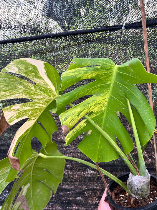 Monstera Borsigiana Aurea Variegata Green and White Plants
