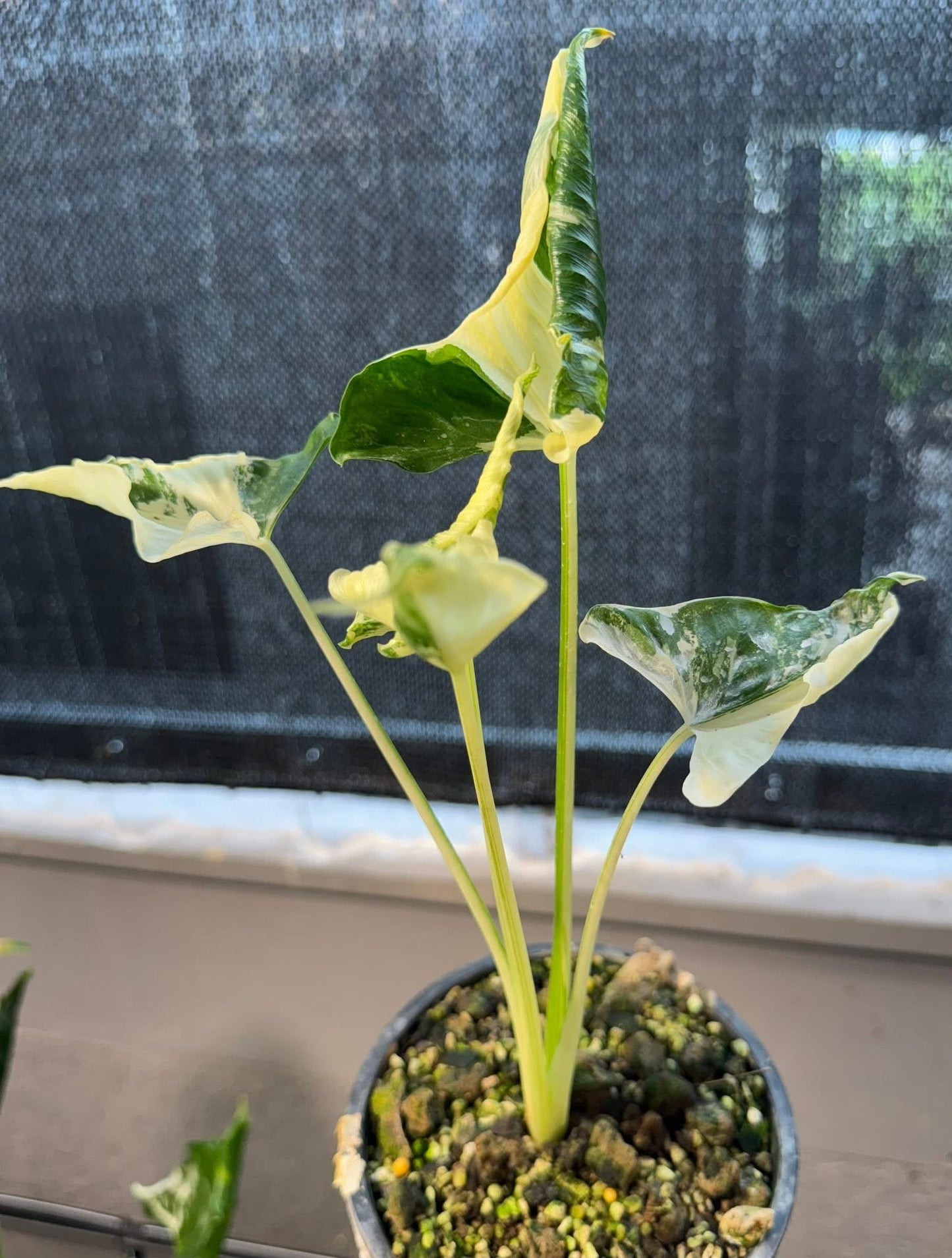 Bulbe Alocasia Cucullata « Ckrinkless » Albo Variegata - Livraison 30 jours