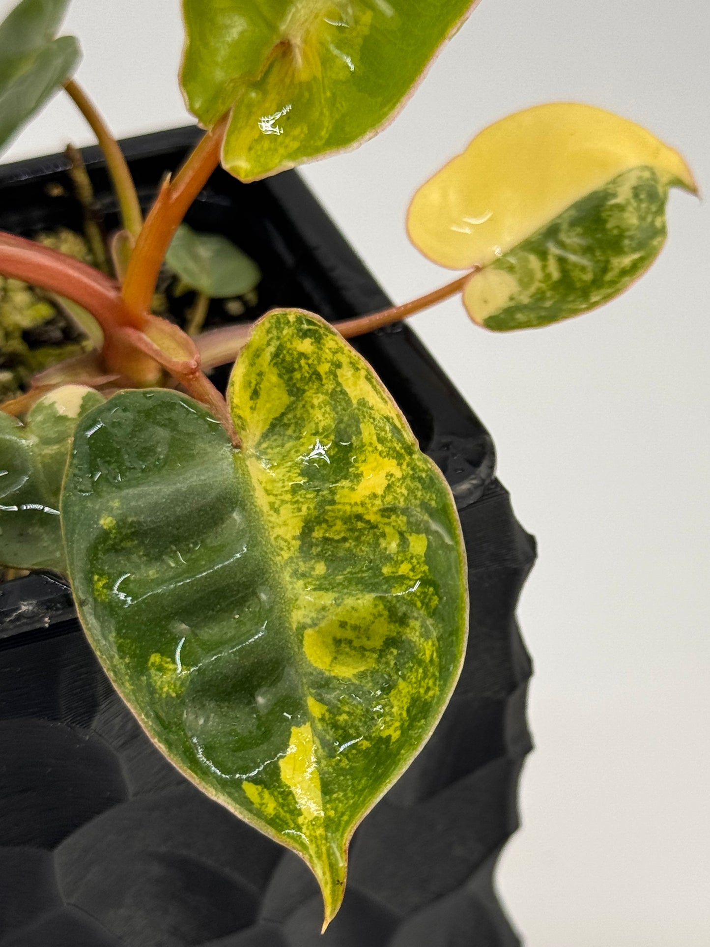 Philodendron Billitiae Variegata