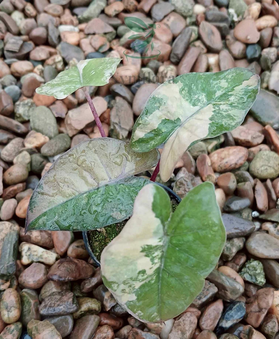 Alocasia Yucatan Gold Pink (new) X 2 / Homalomena Pink Variegata (rhizome) - Sur Mesure