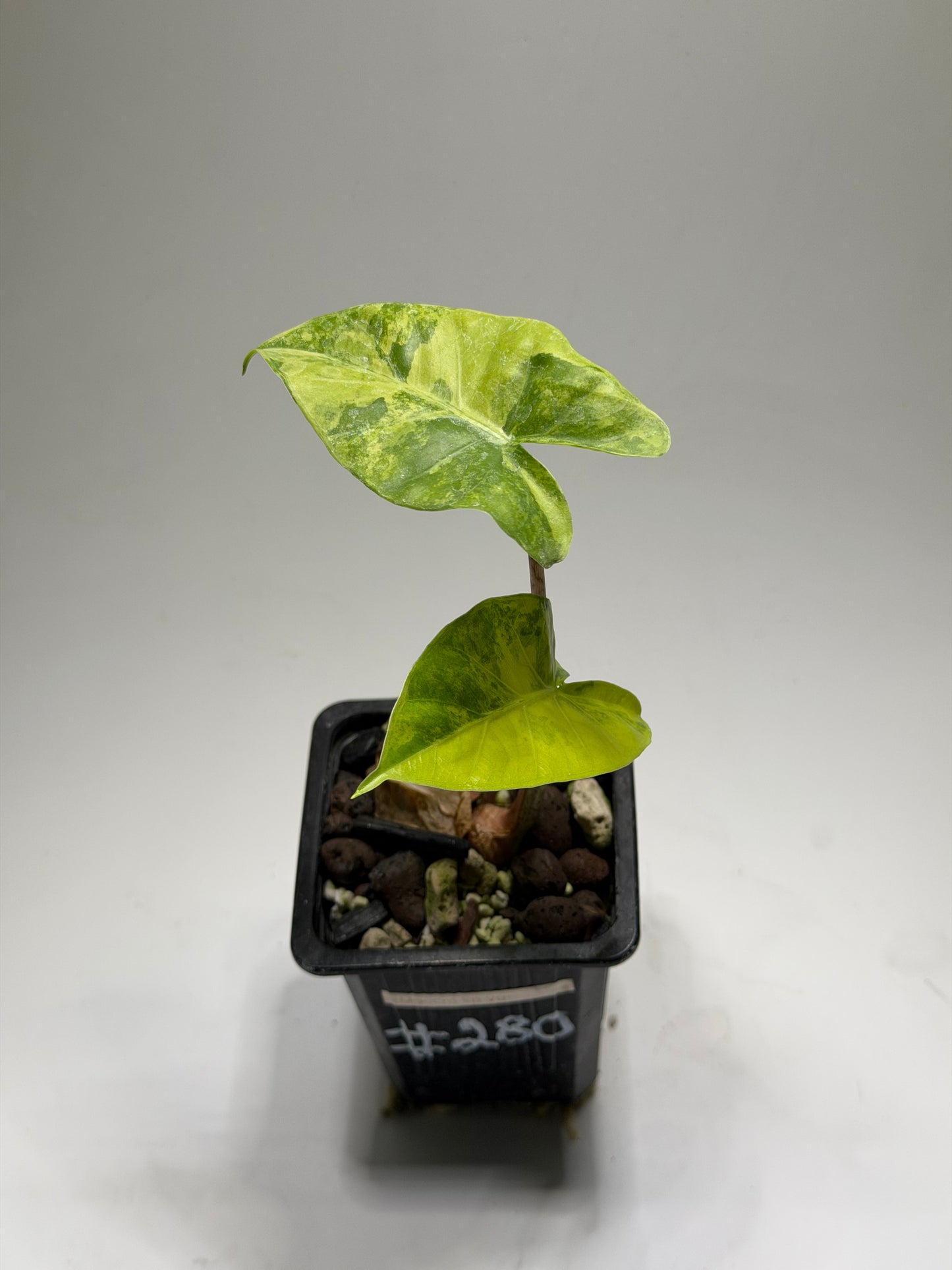 Alocasia Macrorrhizos Aracea Sp. Borneo Aurea