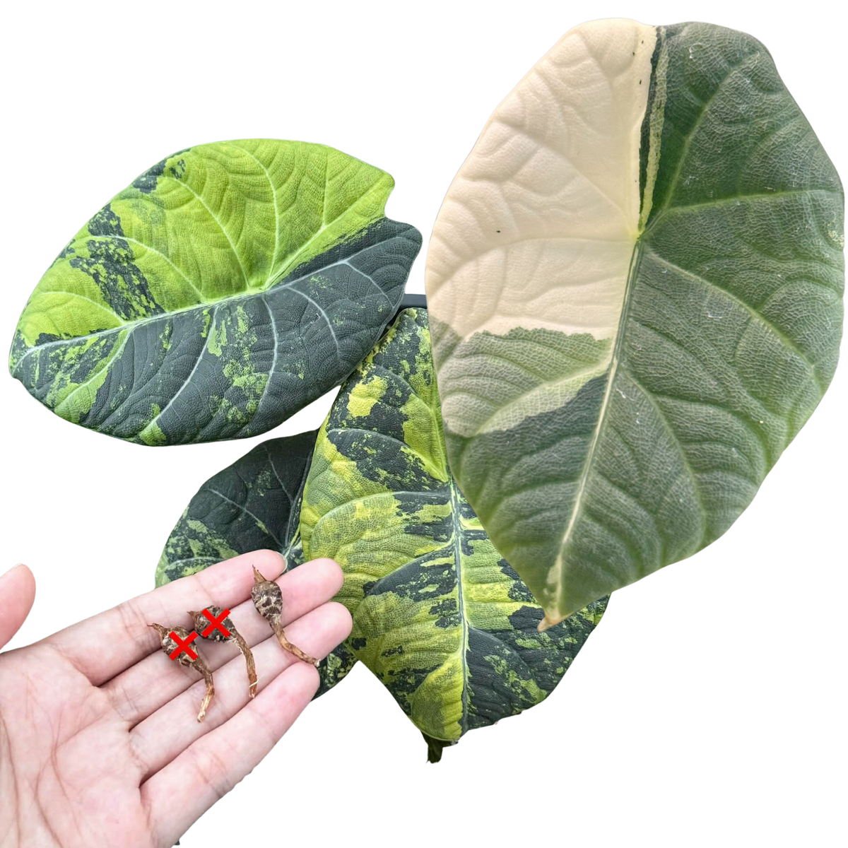 Pack Duo Maharani Golden Lime / Albo - Bulb