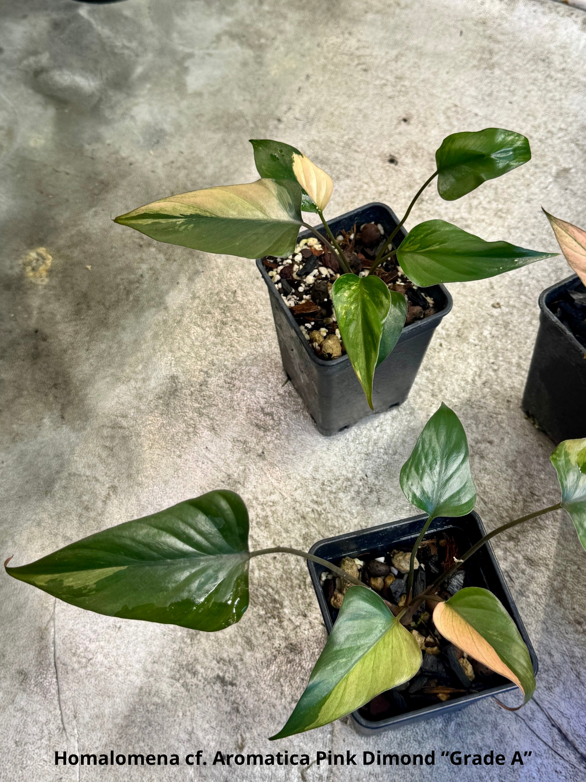 Homalomena cf. Aromatica “Pink Diamond”