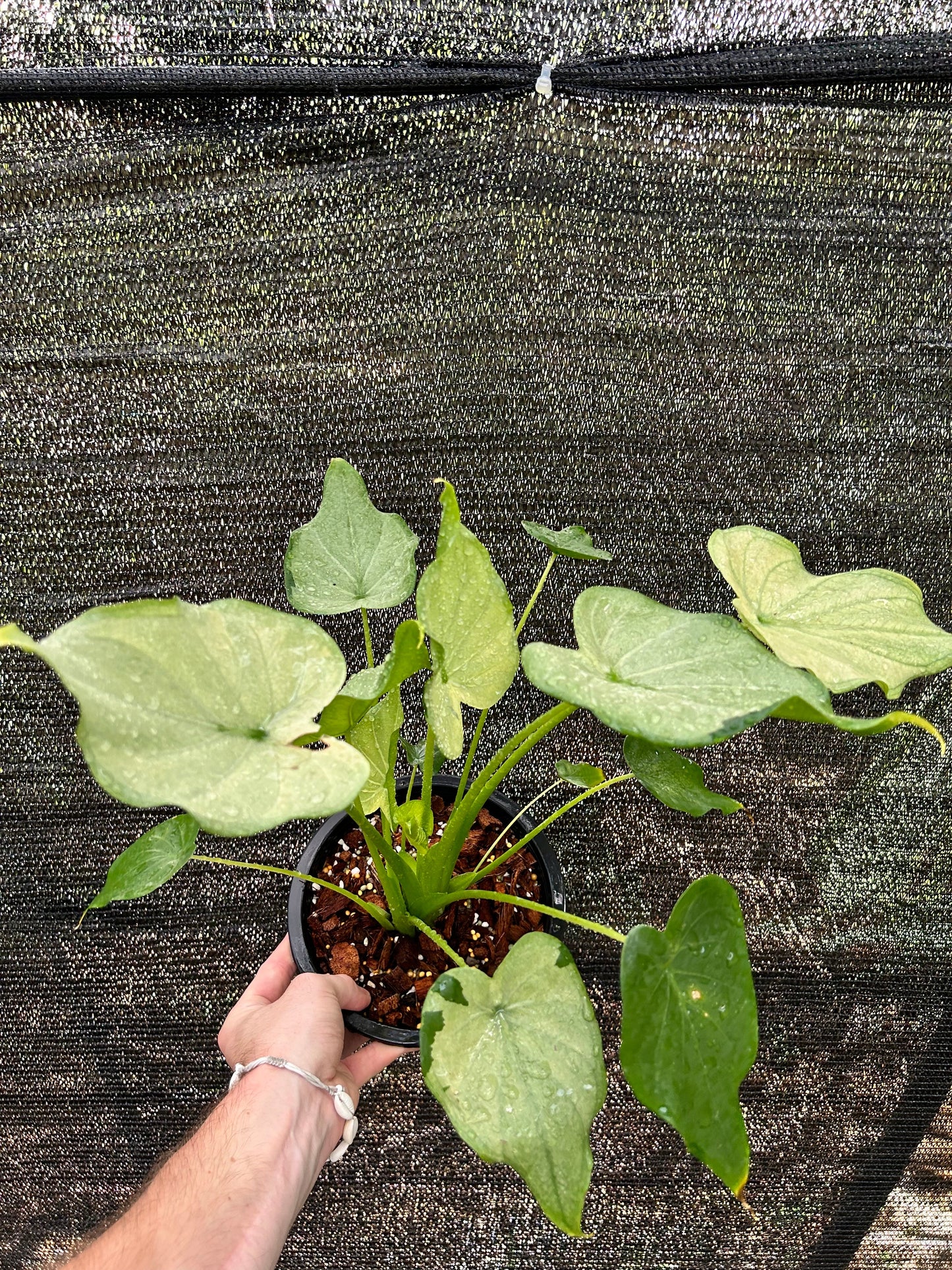 Alocasia Cucullata Full Mint - Précommande Green and White Plants