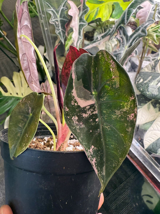 Alocasia Sedenii Pink - Précommande Green and White Plants