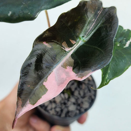 Alocasia Chantrieri Albo/Pink Variegata - Précommande Green and White Plants