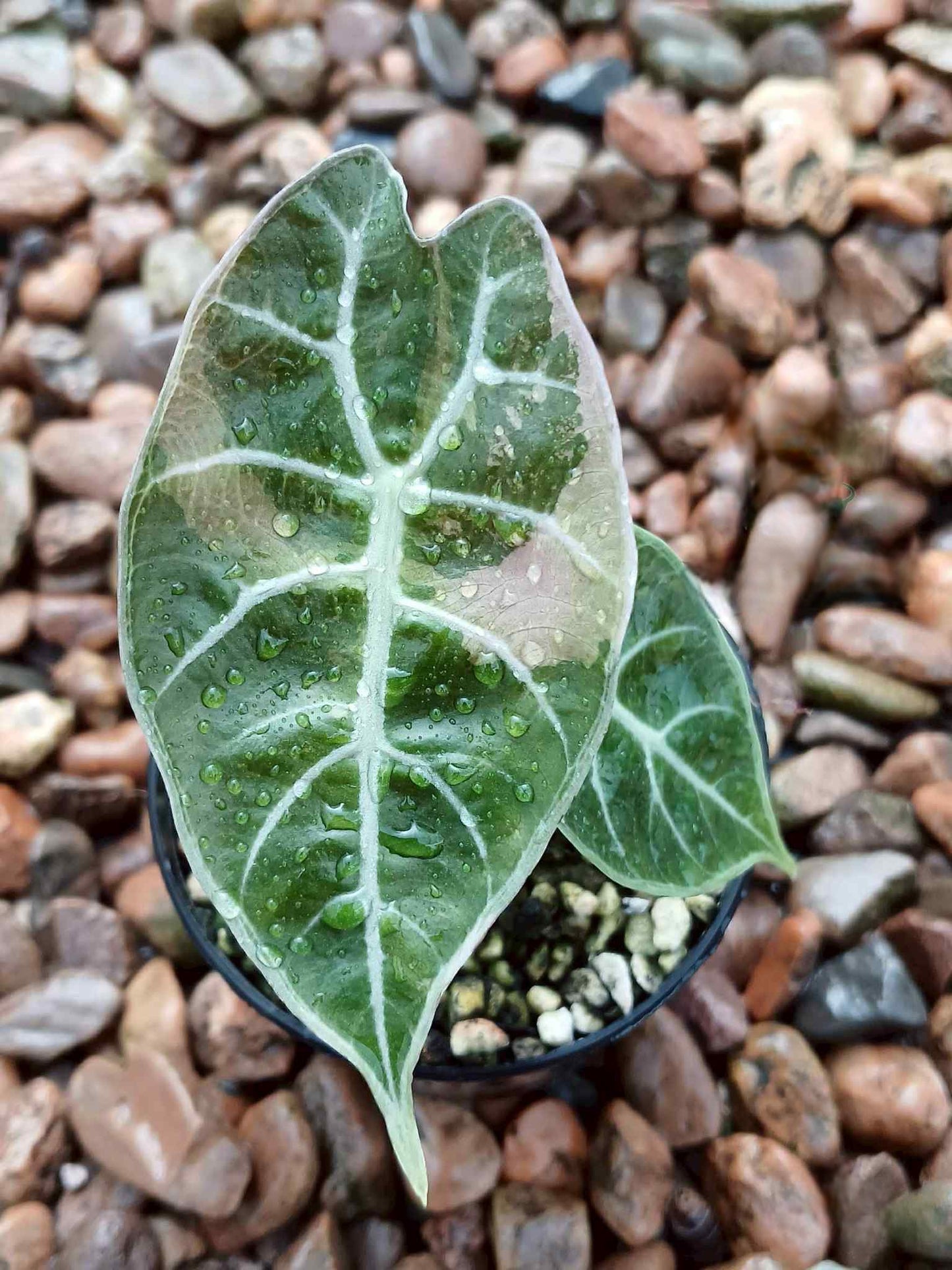 Alocasia Watsoniana « Doff » Pink Variegata - Précommande