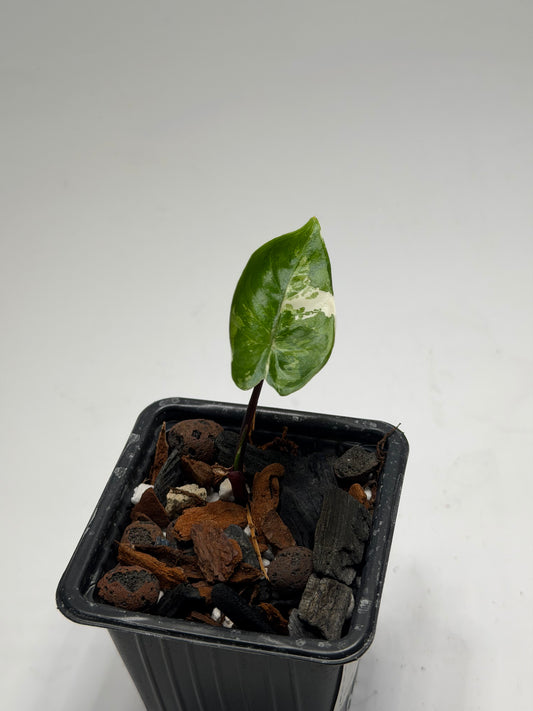 Alocasia Black Stem Albo