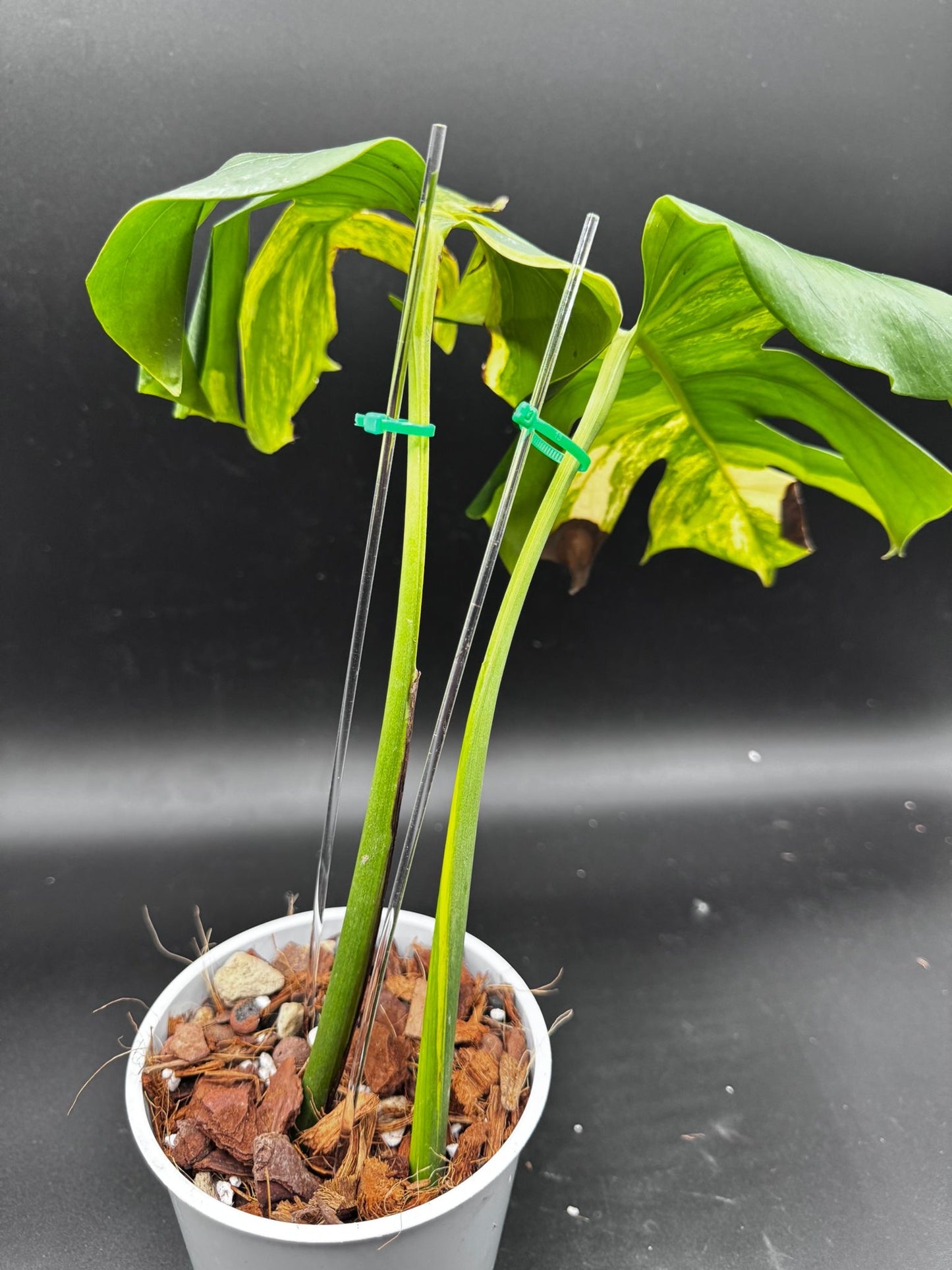 Monstera Aurea Variegata