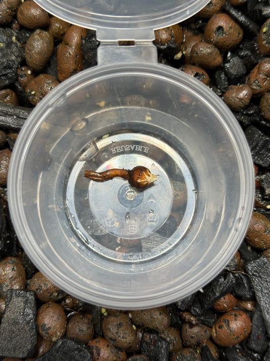 Alocasia Cuculatta « Crinckles »Aurea - Bulbe