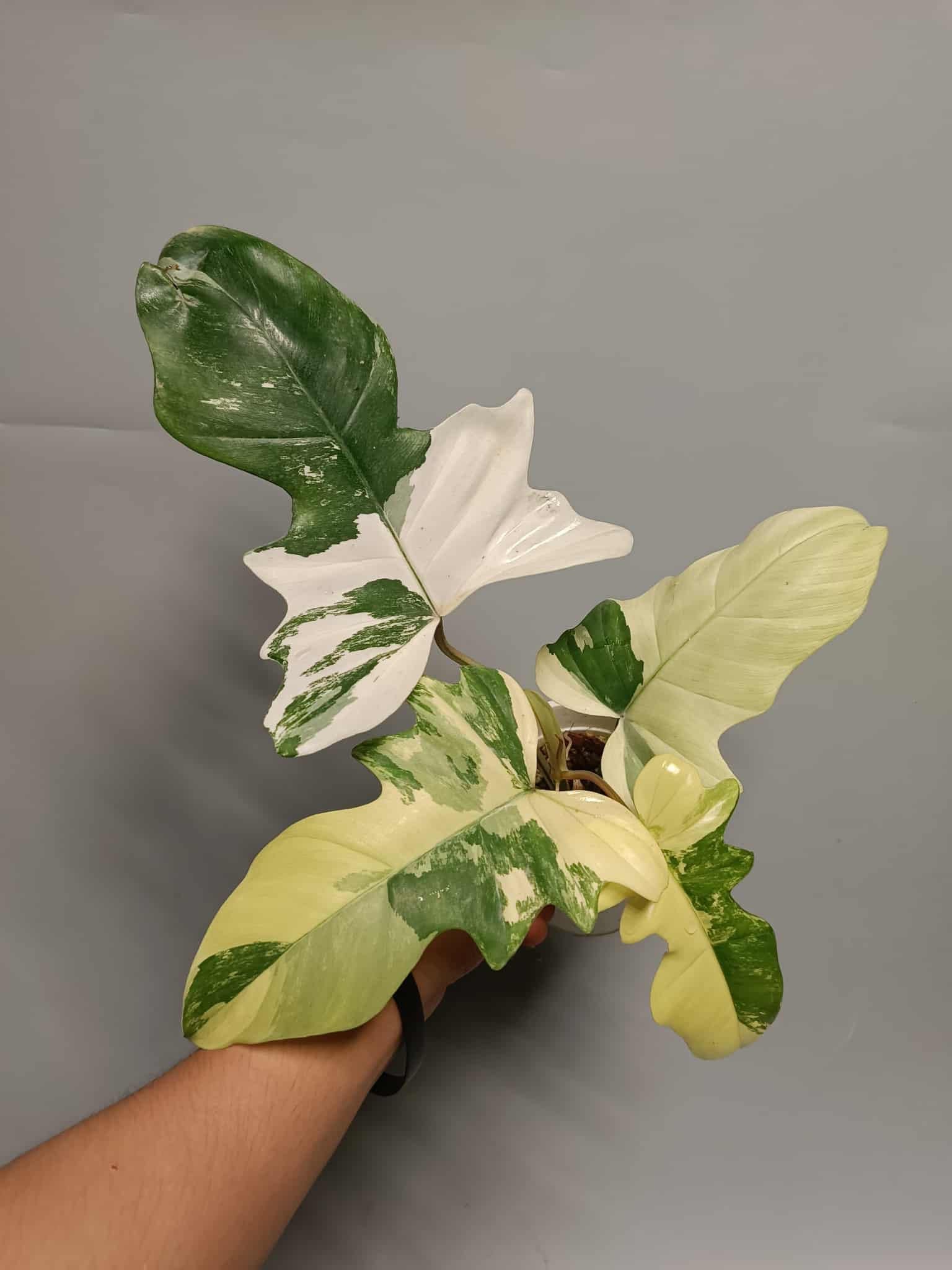 philodendron albo variegata Philodendron Florida Beauty Mayoi Albo: rare variegated plant – Green and White Plants
