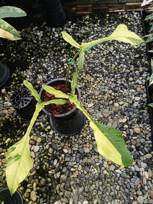 Philodendron Joepii Variegata - Delivery 15 days