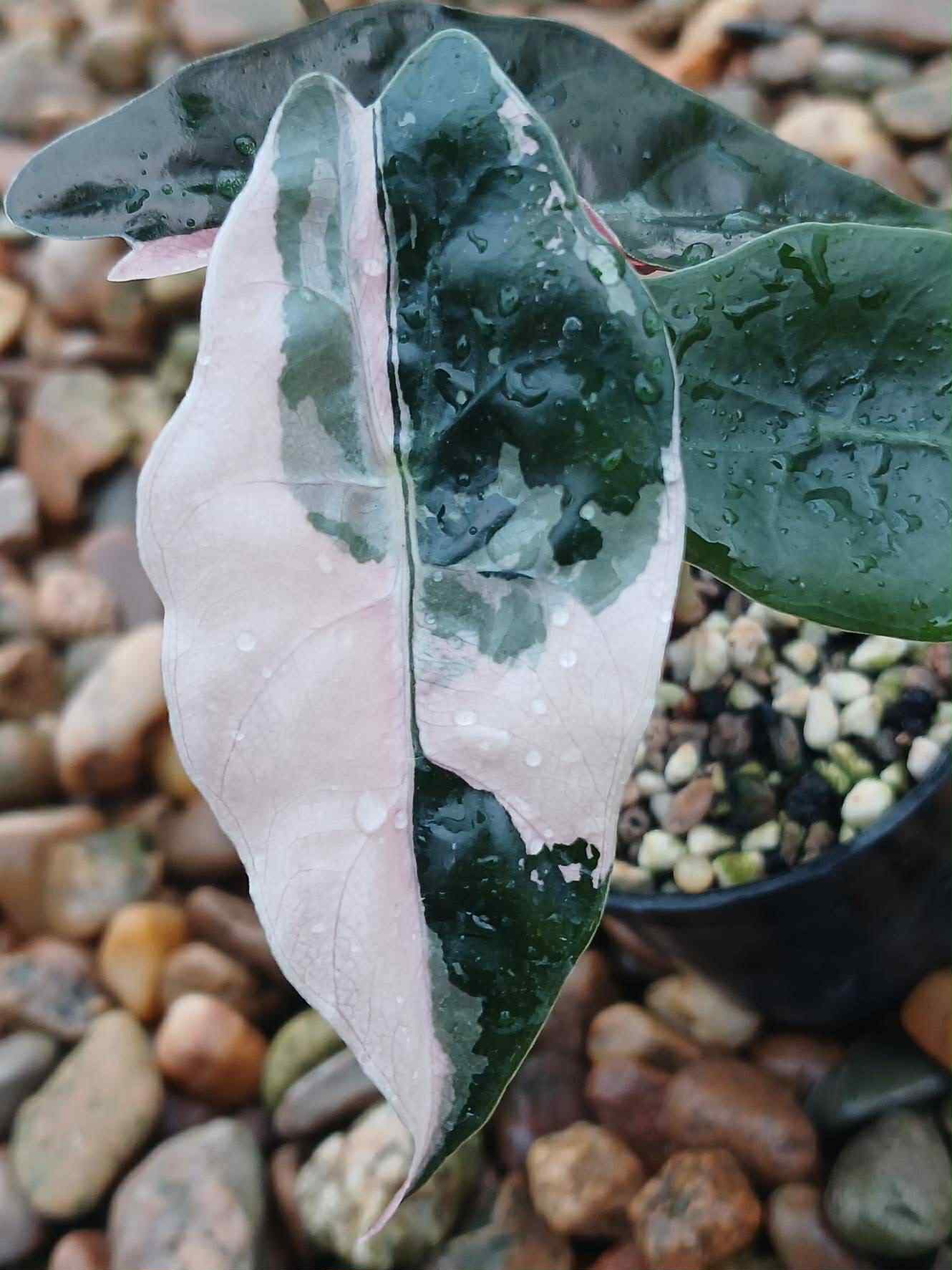 Alocasia Chantrieri Pink / Alocasia Sanderiana Bull - Sur Mesure