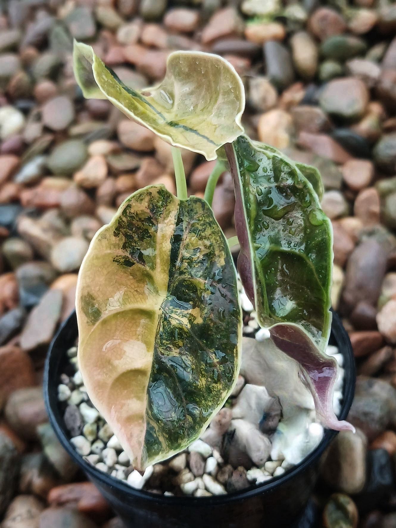 Alocasia Yucatan Gold Pink (new) / Bambino Aurea / Zebrina Aurea / Azlanii - Sur Mesure