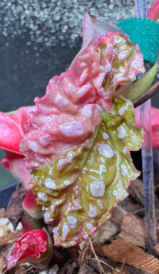 Begonia Maculata Pink Variegata - Pre-order
