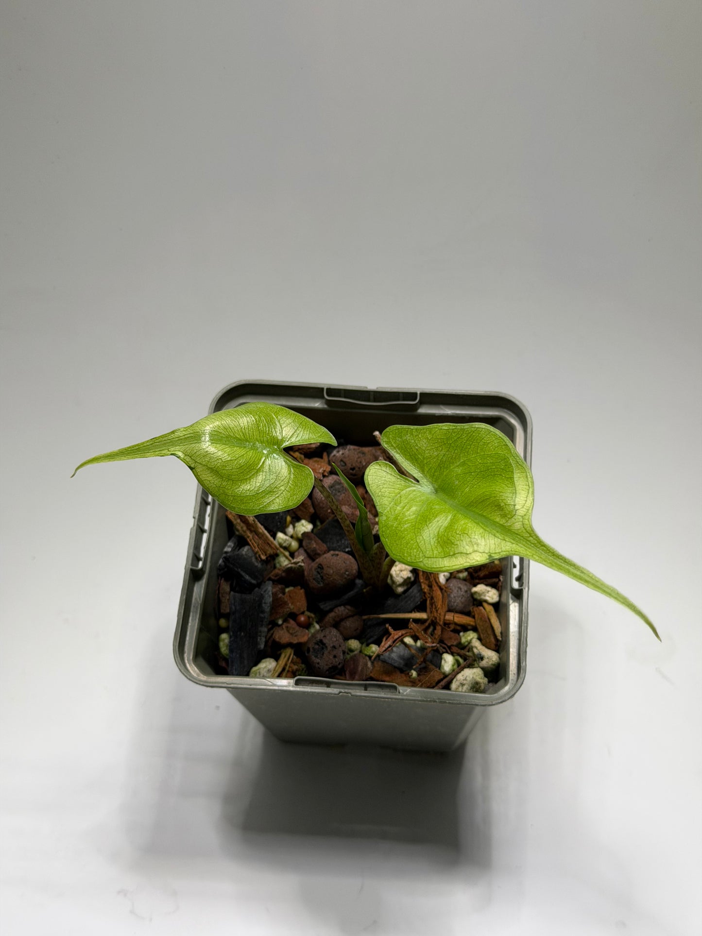 Alocasia Stingray Aurea Mint