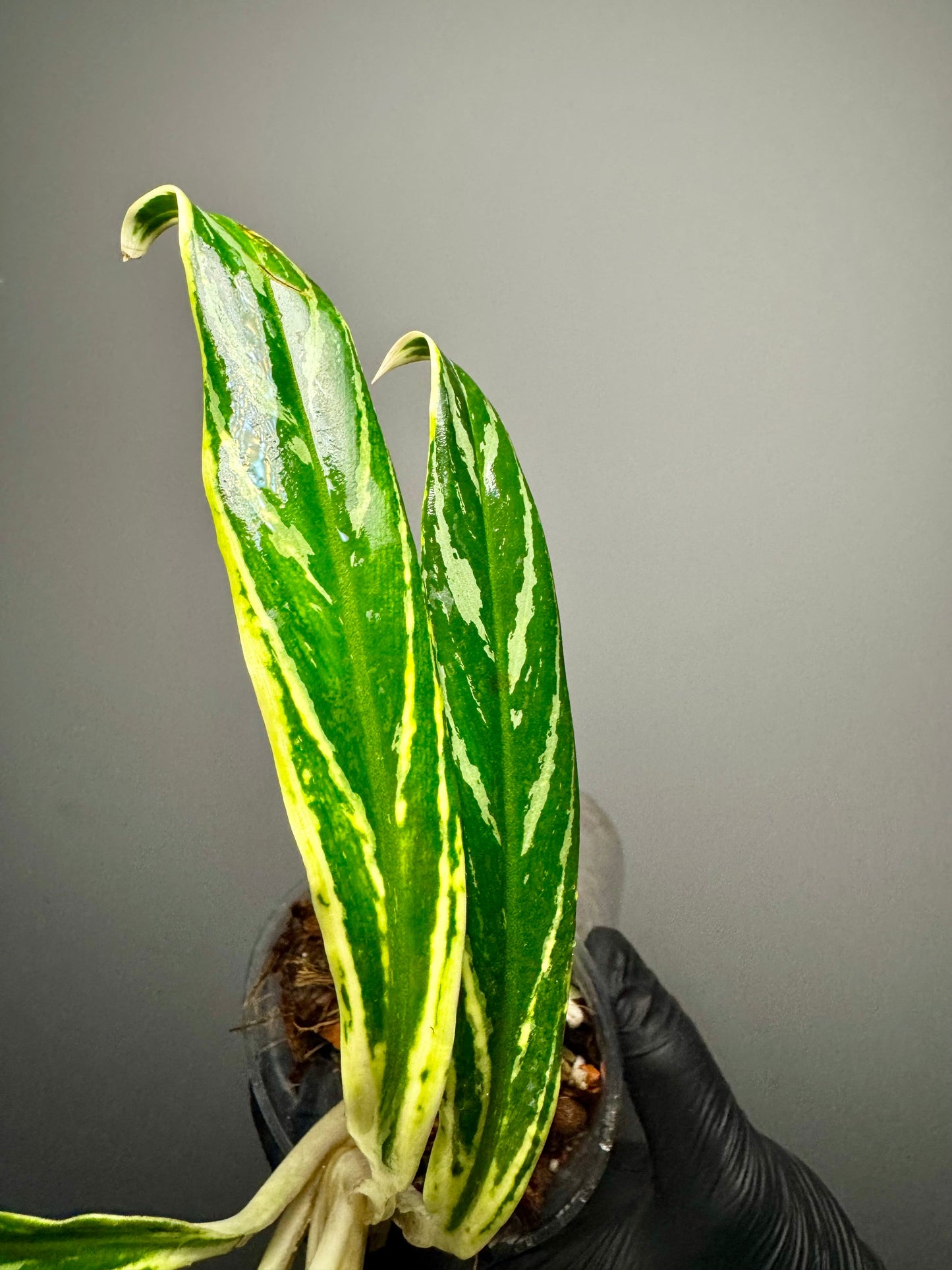 Aglaonema Setthee Ruangkhao Green and White Plants