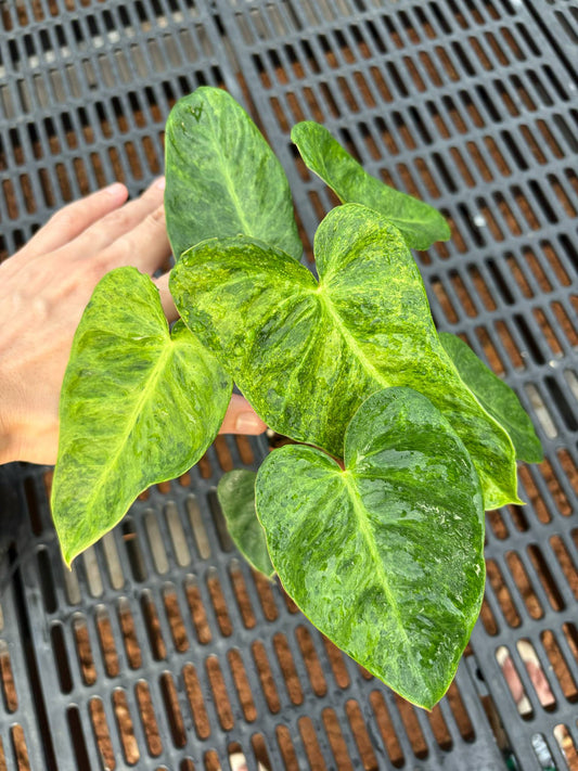 Philodendron El Choco Red x Billitiae Marble - Précommande Green and White Plants