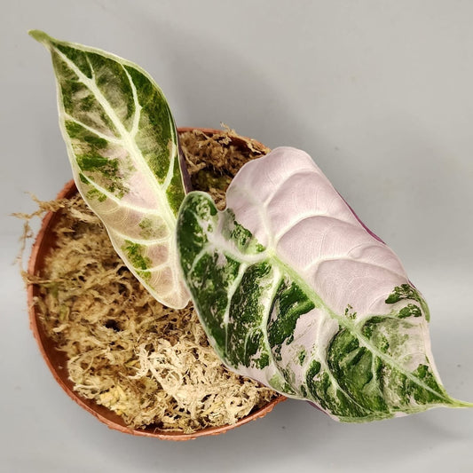 Alocasia Watsoniana Albo/Pink Variegata - Précommande Green and White Plants