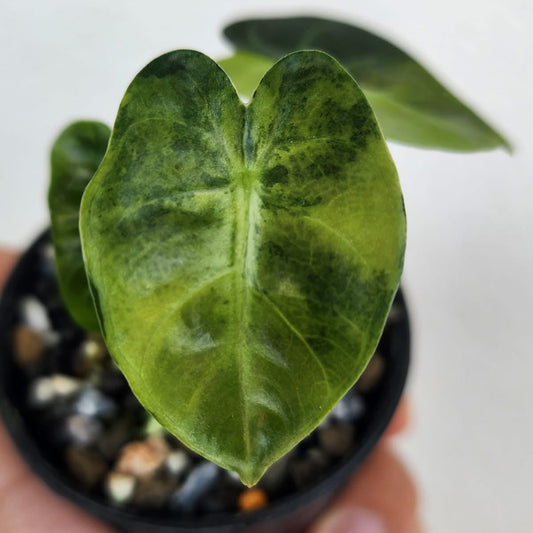 Alocasia Balloon Heart Aurea Green and White Plants