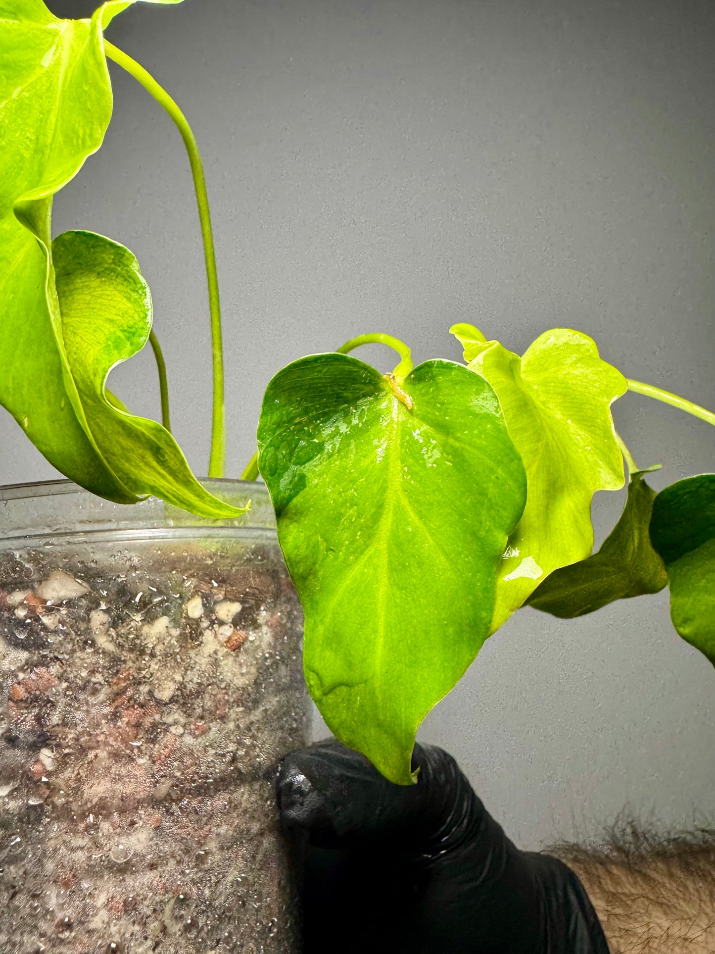 Philodendron Xanadu Variegata Green and White Plants