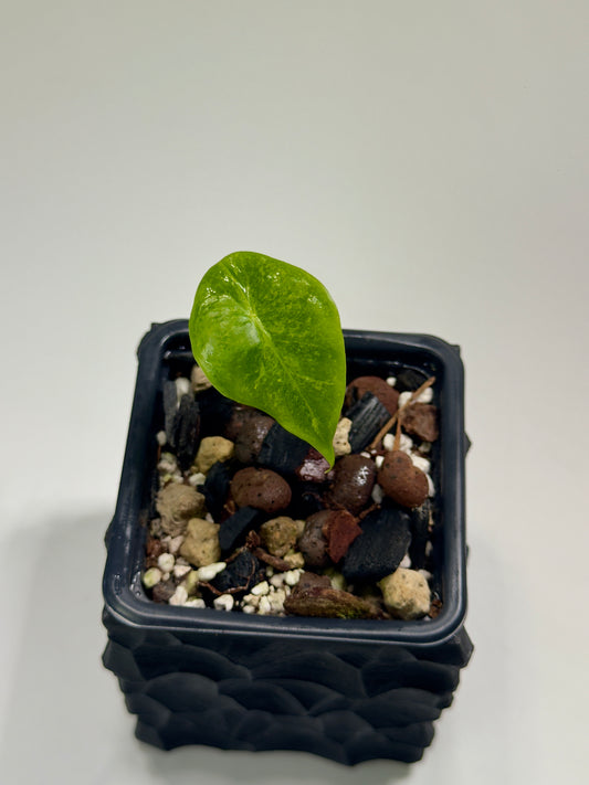 Alocasia Longiloba Mint Mutation