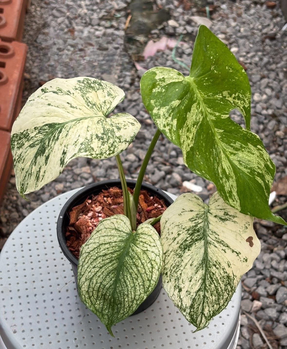 Monstera Deliciosa White Monster - Delivery 15 days