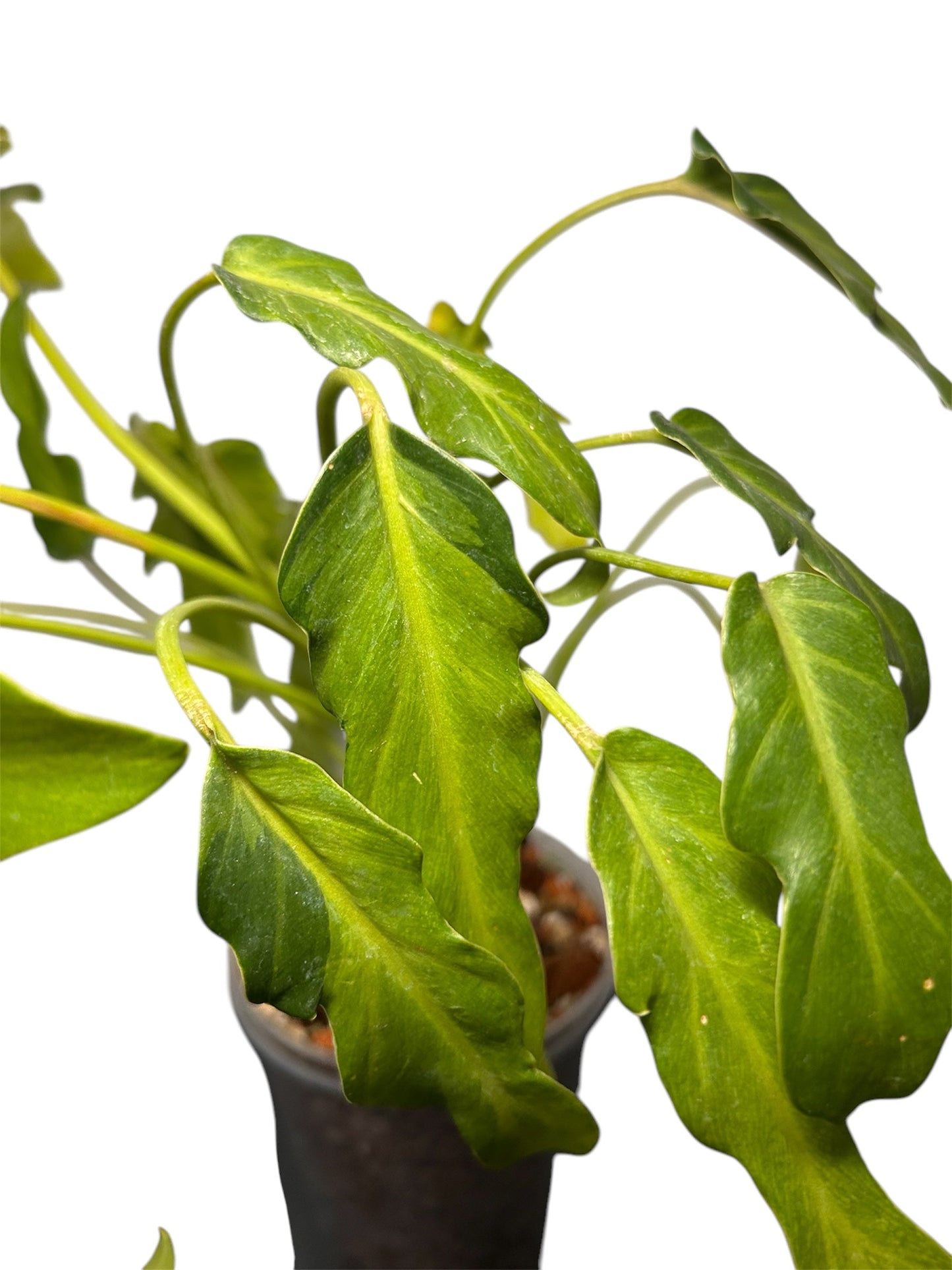 Philodendron Xanadu Variegata Green and White Plants