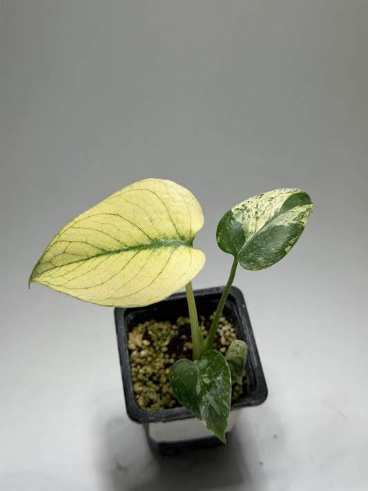 Monstera White Monster