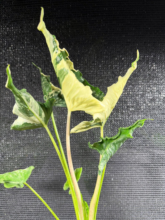 Maßgefertigte Alocasia-Zwiebeln – Regal Shield albo, Crinkless albo, Lauterbachiana albo, Pseudo Sanderiana Pink (Gratisgeschenk)